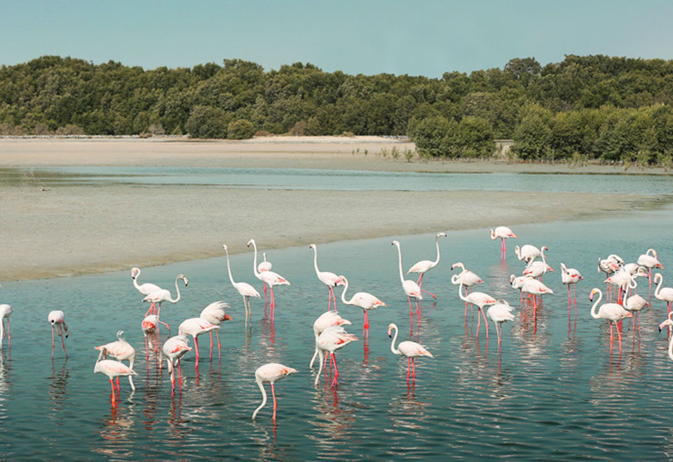 Emaar Vida Residences at Creek Beach, Dubai - 6